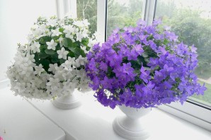 Цветок жених и невеста