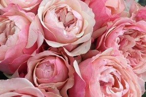 Роза викториан пинк