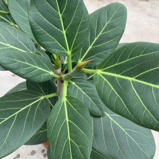 Фикус бенгальский тигр