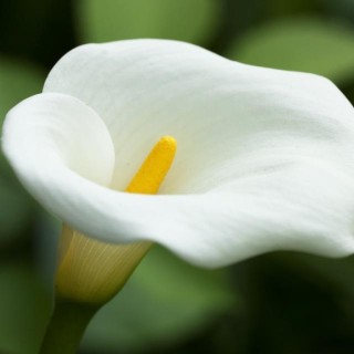 Белый цветок с желтым пестиком