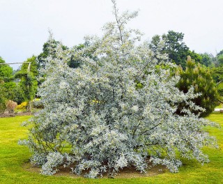 Лох серебристый кустарник