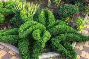 Стрижка можжевельника