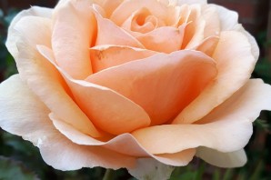 Роза линда беллингем