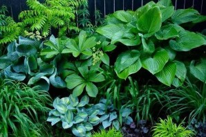 Тенелюбивые растения