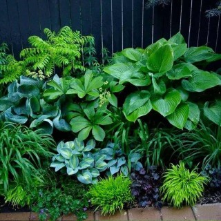 Тенелюбивые растения