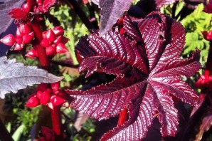 Растения с черешковыми листьями