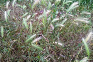 Устюг трава