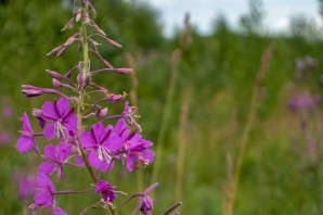 Лечебные травы подмосковья