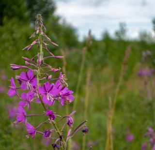 Лечебные травы подмосковья