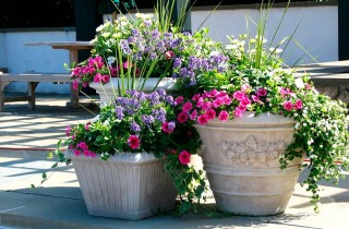Композиции цветов в уличных горшках