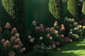 Гортензия вдоль забора