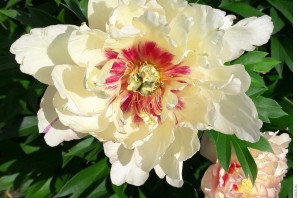 Пион скрумдидлеумшес