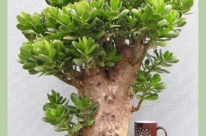 Разновидности денежного дерева