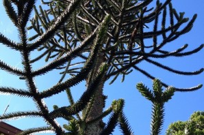 Цветок обезьянье дерево