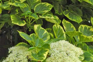 Гортензия вьющаяся миранда