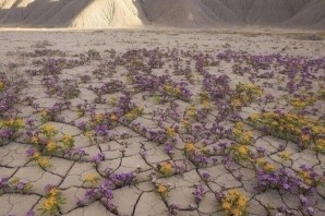 Цветущая пустыня