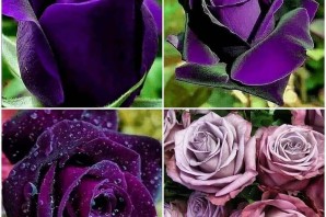 Фиолетовые розы сорта