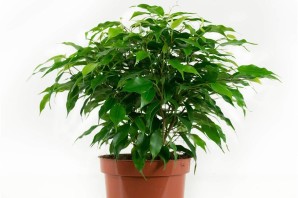 Фикус бенджамина грин кинки