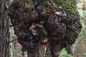 Наросты на деревьях