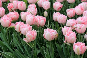 Розовидные тюльпаны