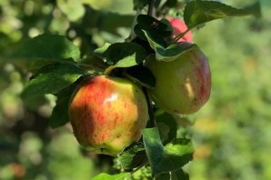 Августовские яблоки