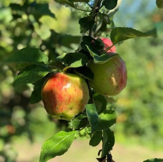 Августовские яблоки