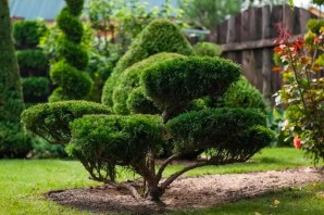 Топиарная стрижка можжевельника