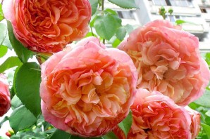 Роза плетистая папи дельбар