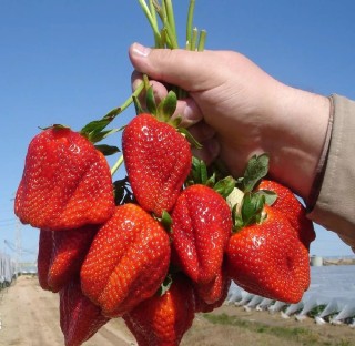 Клубника сан андерсон