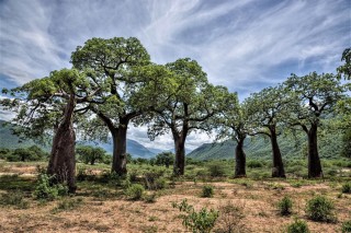 Растительный мир танзании