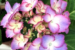 Гортензия френч канкан