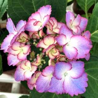 Гортензия френч канкан