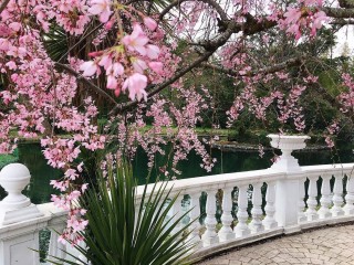 Цветение деревьев в мае