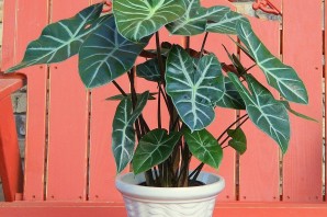 Комнатные растения с крупными листьями