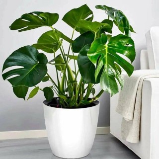 Популярные домашние растения