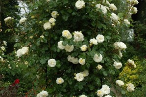 Роза плетистая кларенс хаус