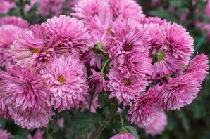 Хризантема кассандра