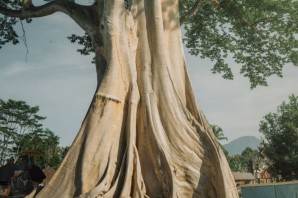 Священное дерево на бали
