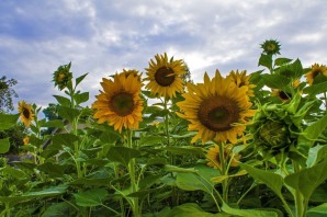 Культурные растения цветы