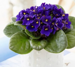 Комнатные цветы фиалки