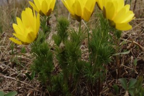 Редкие растения башкортостана