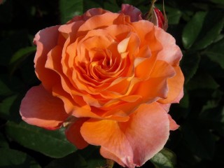 Роза оранж доун