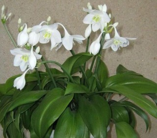 Комнатные растения с белыми цветами