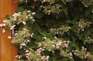 Плетущаяся гортензия