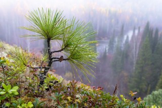 Растительный мир урала