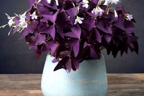 Комнатный цветок с фиолетовыми цветами