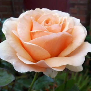 Роза диксиленд линда