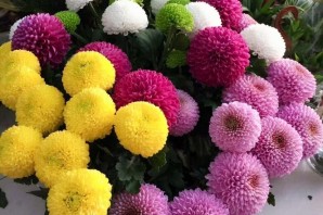 Хризантема помпон пинк