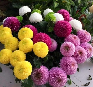 Хризантема помпон пинк