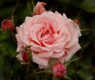 Роза флорибунда поэзия